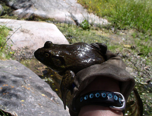 iNaturalist observation photo of American Bullfrog