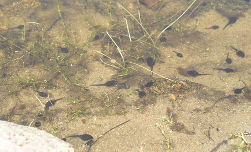 iNaturalist observation photo of Western Toad