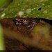Darwin Wallace Poison-Frog - Photo (c) Chris Harrison, some rights reserved (CC BY-NC), uploaded by Chris Harrison