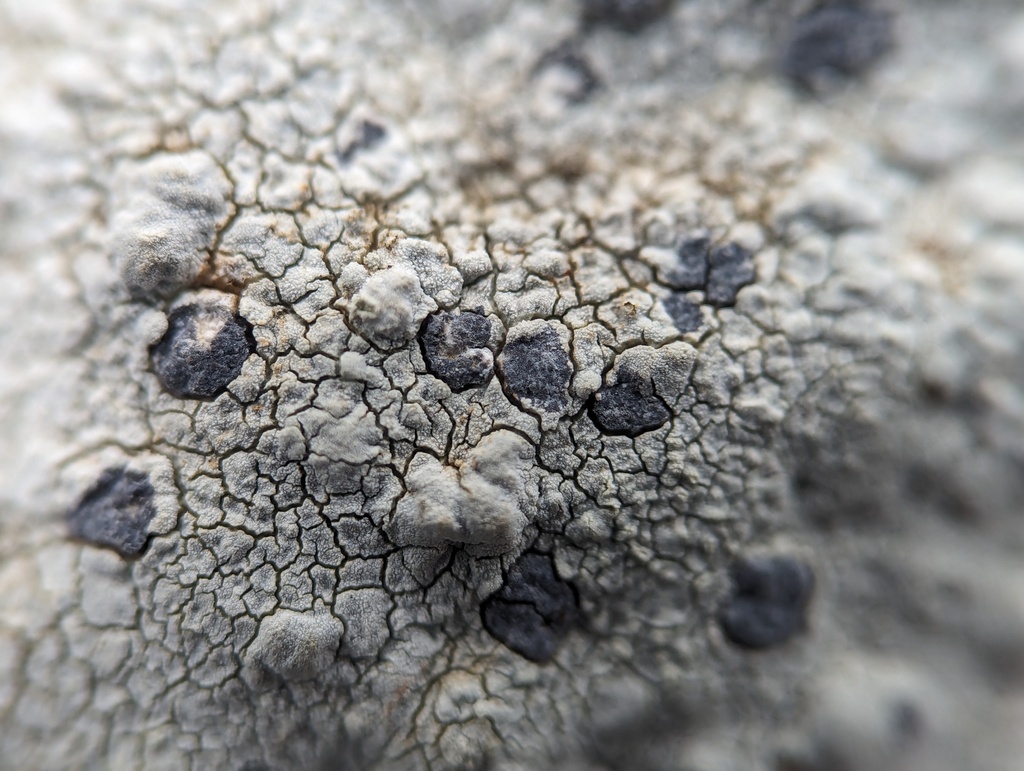 Arthothelium galapagoense