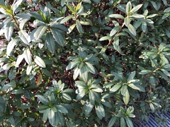 Rhododendron mucronulatum