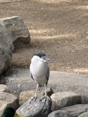 iNaturalist: (c) lemchin, some rights reserved (CC BY-NC) iNaturalist image