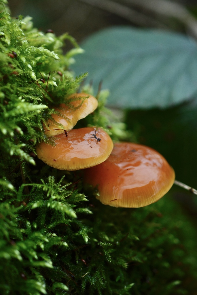 Flammulina · January 2026 · photo: © cryptomarasmius (iNaturalist, cc-by)