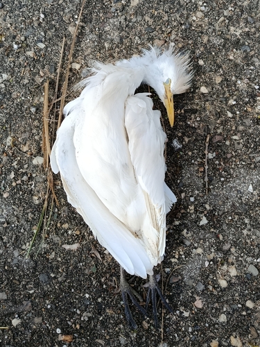 iNaturalist: (c) milas_santos, some rights reserved (CC BY-NC), uploaded by milas_santos iNaturalist image