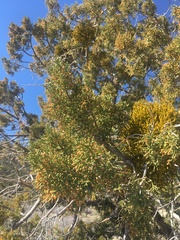 Phoradendron juniperinum