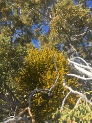 Phoradendron juniperinum