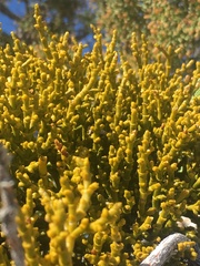 Phoradendron juniperinum