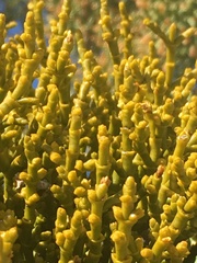 Phoradendron juniperinum