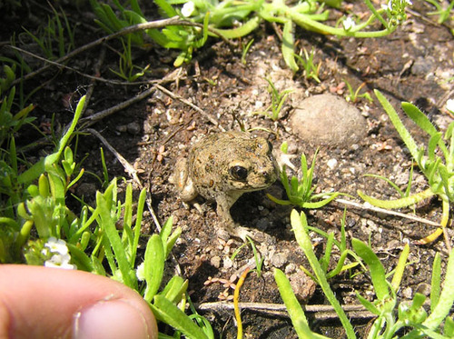 iNaturalist observation photo of Western Spadefoot