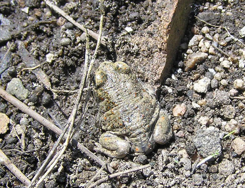 iNaturalist observation photo of Western Spadefoot