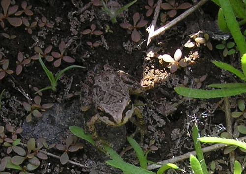 iNaturalist observation photo of Pacific chorus frog