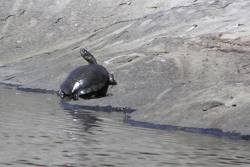 iNaturalist observation photo of Northwestern Pond Turtle