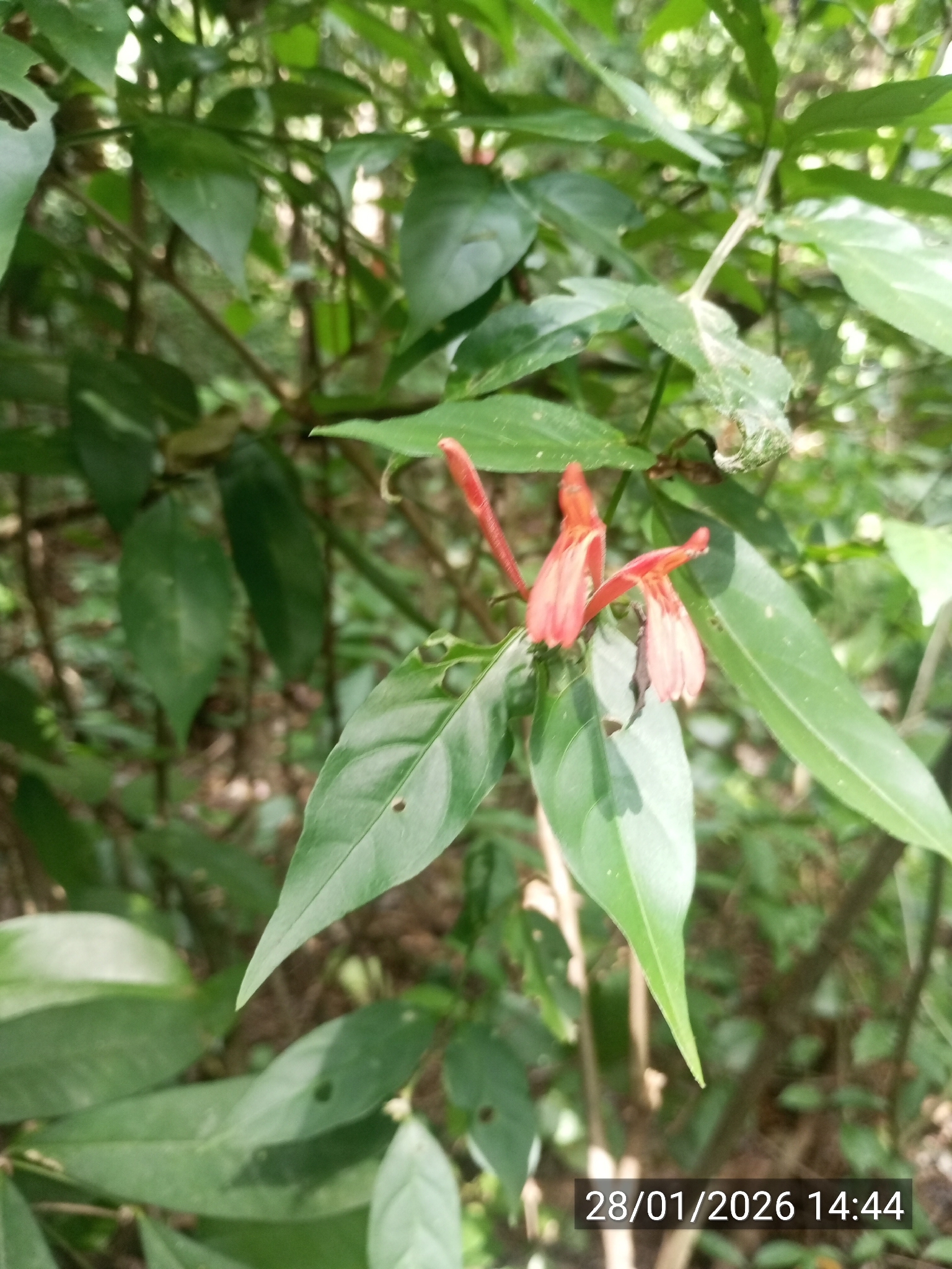 Justicia brasiliana