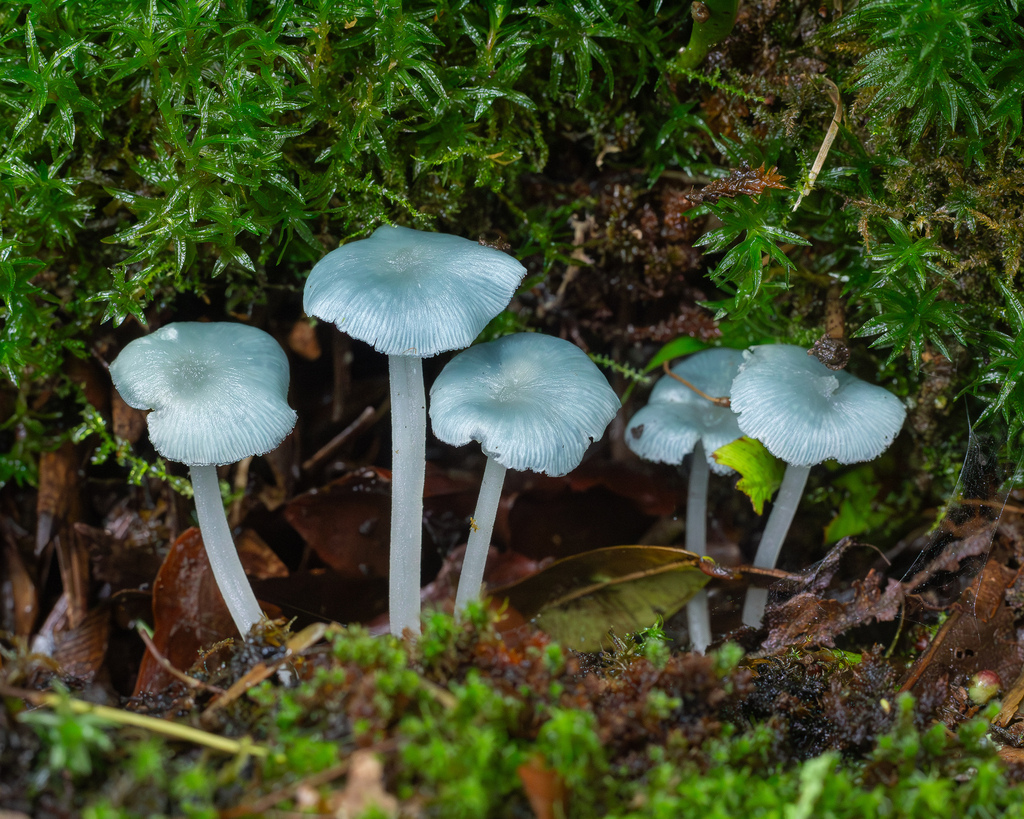 Clitocybula azurea · January 2026 · photo: © deniszabin (iNaturalist, cc-by)