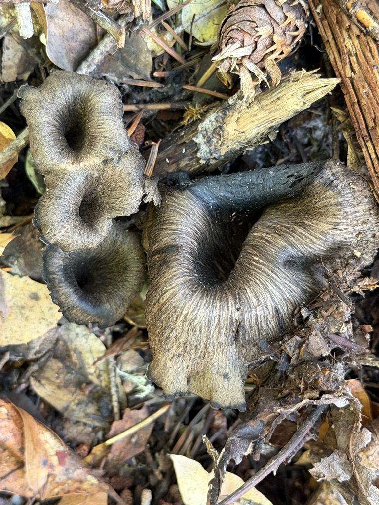 Craterellus calicornucopioides · January 2026 · photo: © aheyman1 (iNaturalist, cc0)