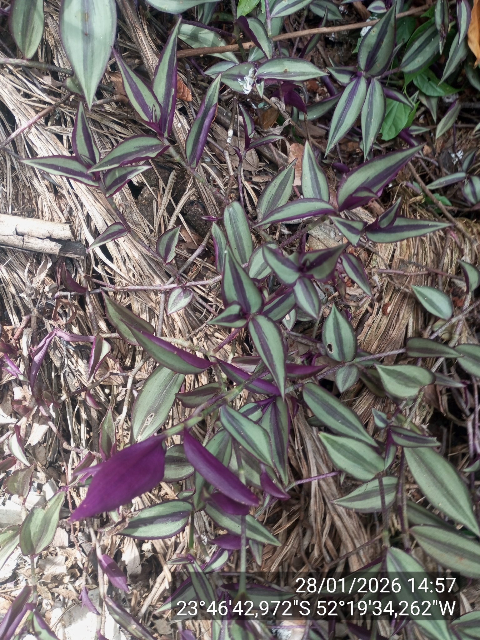 Tradescantia zebrina