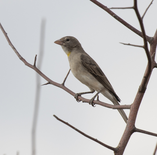 Yellow-spotted Bush Sparrow (Gymnoris pyrgita), photo 3