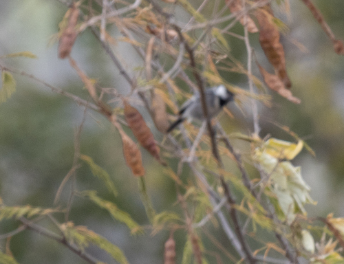 Acacia Tit (Melaniparus thruppi), photo 4
