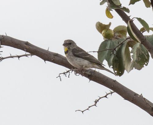 Salvadori's Seedeater (Crithagra xantholaema), photo 6
