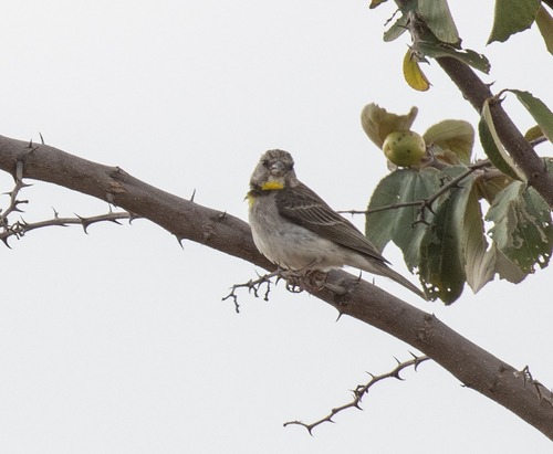 Salvadori's Seedeater (Crithagra xantholaema), photo 6