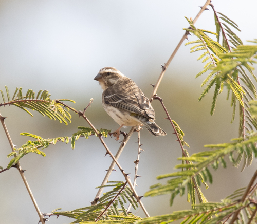Reichenow's Seedeater (Crithagra reichenowi), photo 4