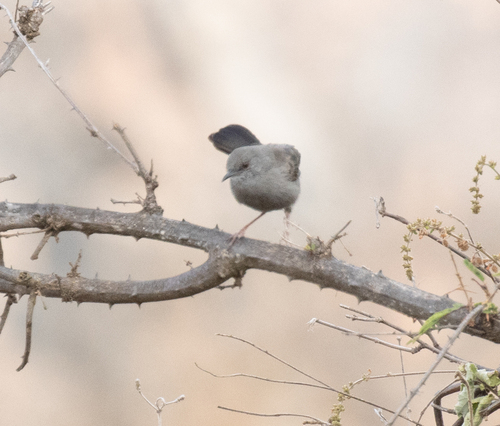 Grey Wren-Warbler (Calamonastes simplex), photo 9