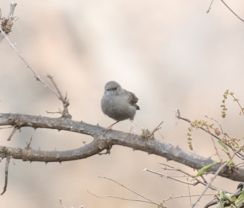Grey Wren-Warbler (Calamonastes simplex), photo 10