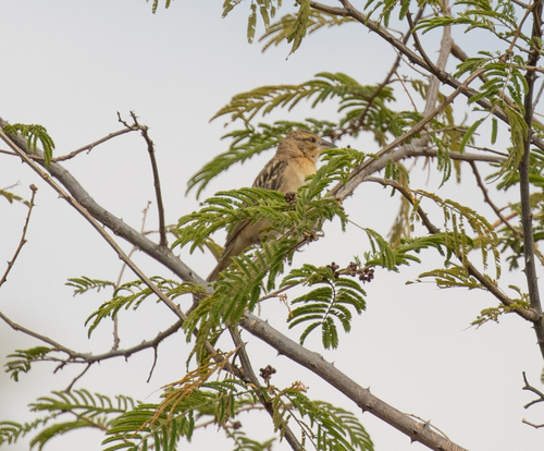 Chestnut Weaver (Ploceus rubiginosus), photo 8