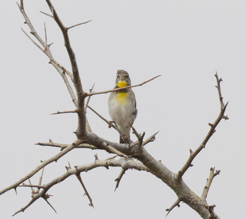 Salvadori's Seedeater (Crithagra xantholaema), photo 9