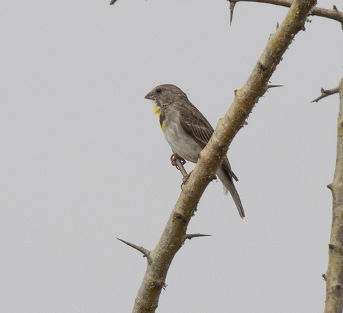 Salvadori's Seedeater (Crithagra xantholaema), photo 7