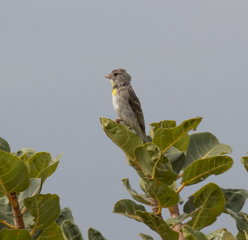 Salvadori's Seedeater (Crithagra xantholaema), photo 8