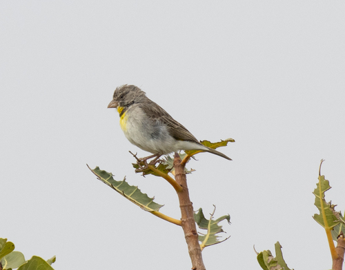 Salvadori's Seedeater (Crithagra xantholaema), photo 5