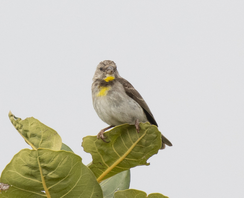 Salvadori's Seedeater (Crithagra xantholaema), photo 8