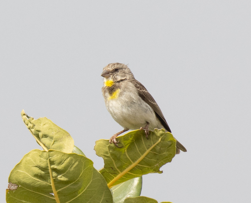 Salvadori's Seedeater (Crithagra xantholaema), photo 9