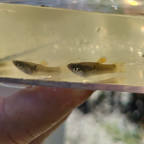 Eye spot toothcarp (Poecilia vivipara) — Poeciliidae — 3