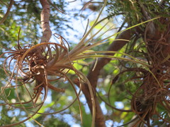 Tillandsia exserta