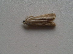 Thisanotia chrysonuchella