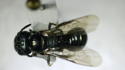 Ceratina neomexicana