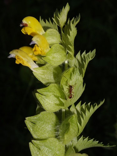 Greater Yellow Rattle (Rhinanthus alectorolophus)