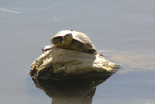 iNaturalist observation photo of Northwestern Pond Turtle