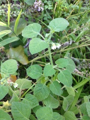 Solanum sarrachoides