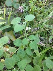 Solanum sarrachoides