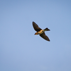 Tawny-Headed Swallow photo 4