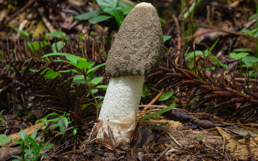 Phallus granulosodenticulatus · January 2026 · photo: © deniszabin (iNaturalist, cc-by)