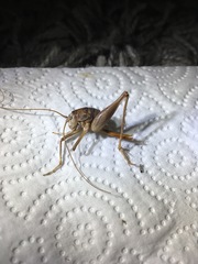 Ceuthophilus secretus