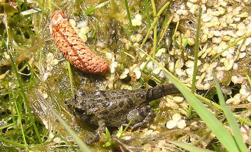 iNaturalist observation photo of Western Toad