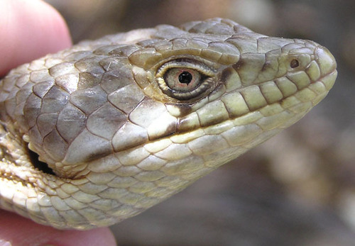 iNaturalist observation photo of Southern Alligator Lizard