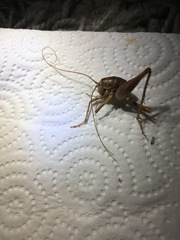 Ceuthophilus secretus