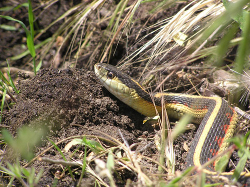 iNaturalist observation photo of Valley Garter Snake