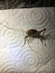 Ceuthophilus secretus